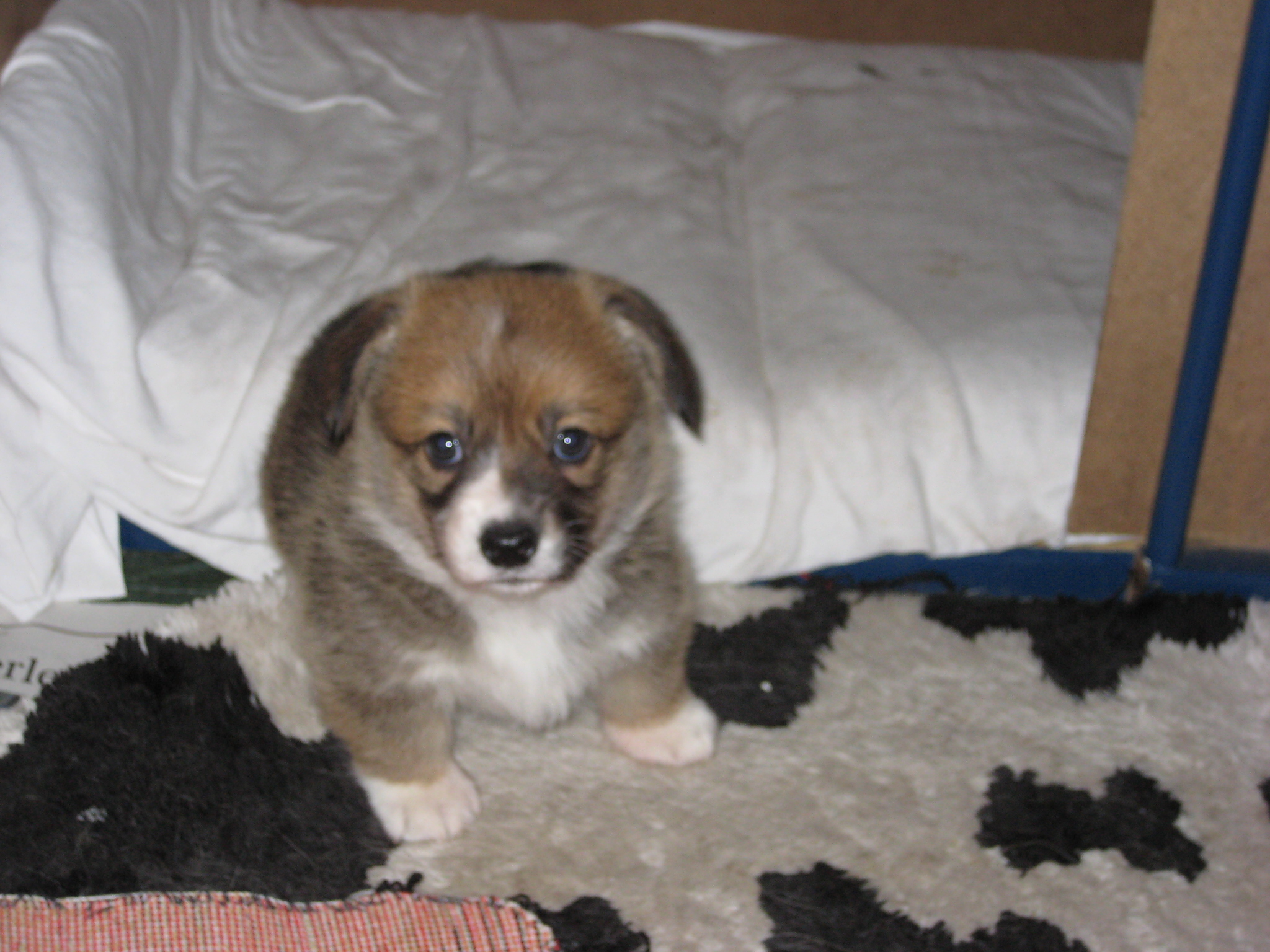 Pup